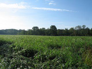 Property photo 18 - 80+/- Acres Land Auction offered in 5 Tracts